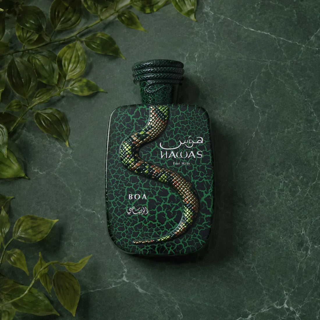 HAWAS BOA LIMITED EDITION